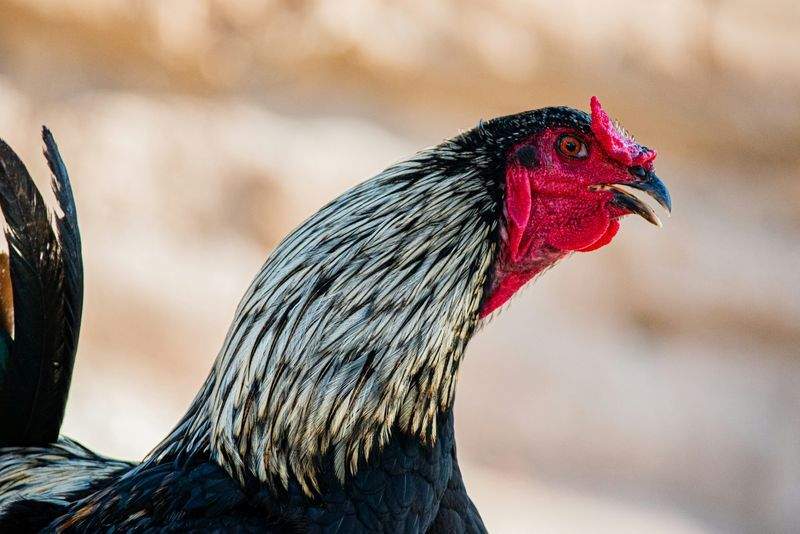 Entretenir le plumage et la santé du coq au fil des saisons