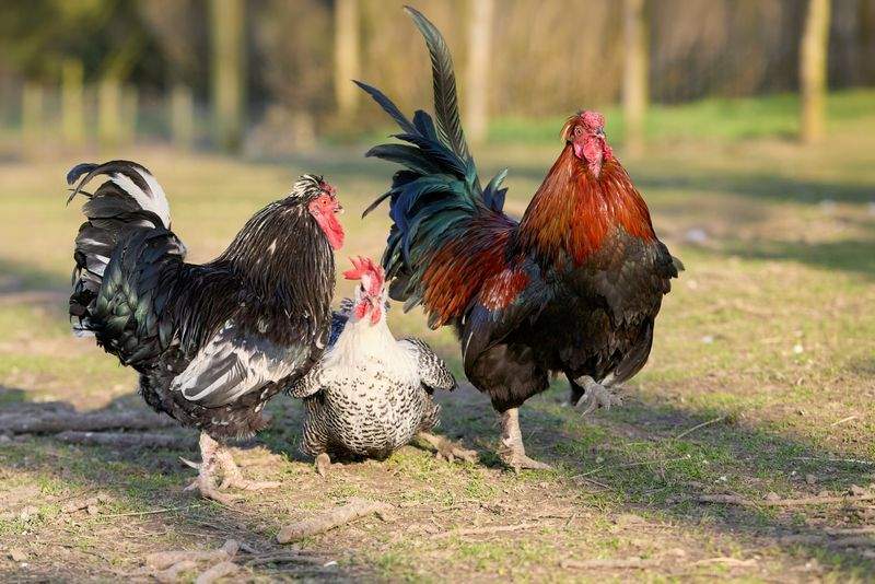 Coq & Tradition France 2
