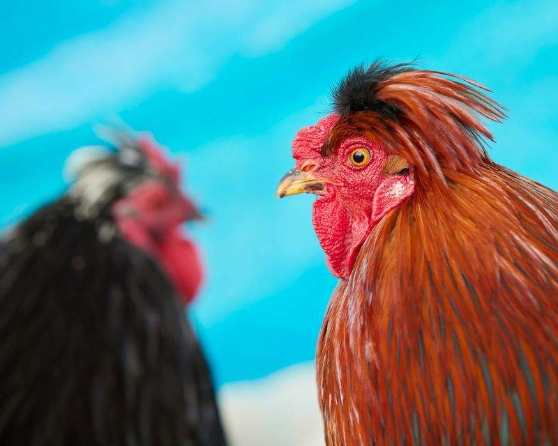 Coq & Tradition France 3
